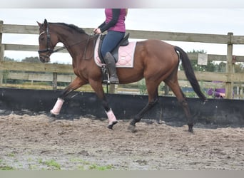 Other Breeds, Mare, 13 years, 15,3 hh, Brown