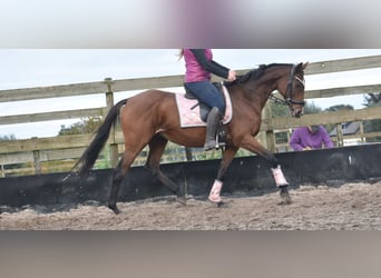 Other Breeds, Mare, 13 years, 15,3 hh, Brown