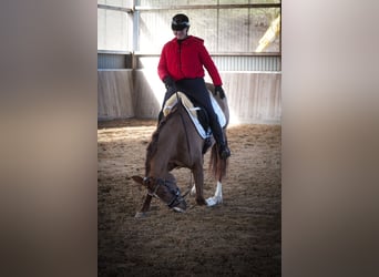 Other Breeds, Mare, 13 years, 15,1 hh, Chestnut