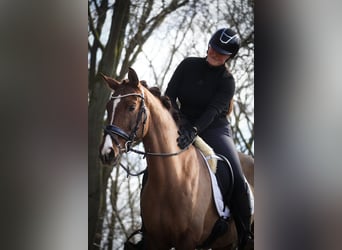 Other Breeds, Mare, 13 years, 15,1 hh, Chestnut