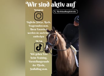 Other Breeds, Mare, 13 years, 15,1 hh, Chestnut