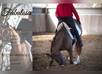 Other Breeds, Mare, 13 years, 15,1 hh, Chestnut