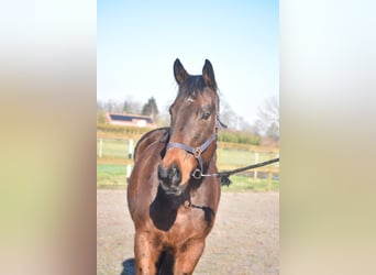 Other Breeds, Mare, 13 years, 16 hh, Bay-Dark