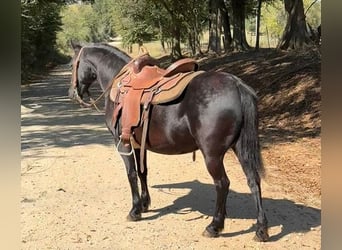 Other Breeds, Mare, 13 years, Black