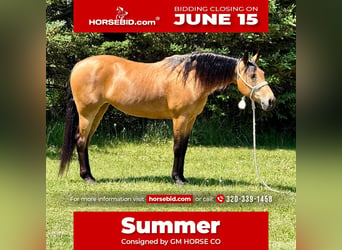 Other Breeds, Mare, 13 years, Buckskin