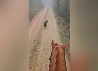 Other Breeds, Mare, 14 years, 13,3 hh, Chestnut-Red