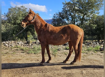 Other Breeds, Mare, 14 years, 13,3 hh, Chestnut-Red