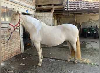 Other Breeds Mix, Mare, 14 years, 14.2 hh, Cremello