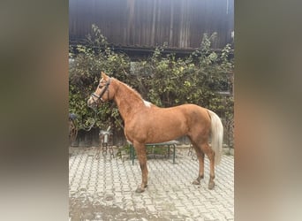 Other Breeds, Mare, 14 years, 14 hh, Palomino