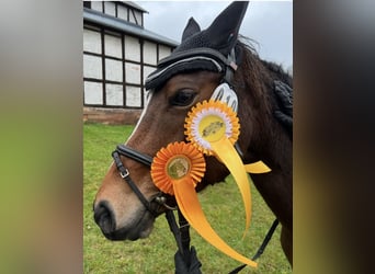 Other Breeds, Mare, 14 years, 14,1 hh, Brown