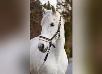 Other Breeds, Mare, 14 years, 15.1 hh, Gray