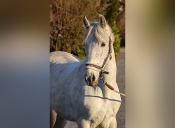 Other Breeds, Mare, 14 years, 15.1 hh, Gray