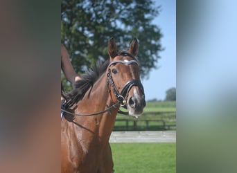 Other Breeds, Mare, 14 years, 15,2 hh, Brown