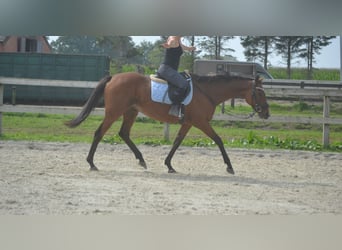 Other Breeds, Mare, 14 years, 15,2 hh, Brown