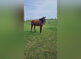 Other Breeds, Mare, 14 years, 15,2 hh, Brown