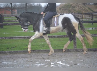 Other Breeds, Mare, 14 years, 15.2 hh, Pinto