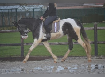 Other Breeds, Mare, 14 years, 15.2 hh, Pinto