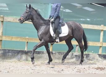 Other Breeds, Mare, 14 years, 15.3 hh, Black