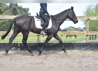 Other Breeds, Mare, 14 years, 15.3 hh, Black