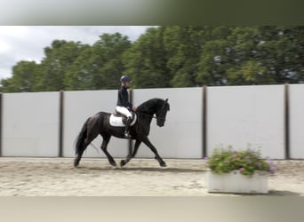 Other Breeds, Mare, 14 years, 15 hh, Black