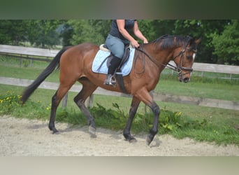 Other Breeds, Mare, 14 years, 15,1 hh, Brown