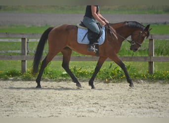 Other Breeds, Mare, 14 years, 15,1 hh, Brown