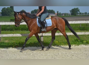 Other Breeds, Mare, 14 years, 15,1 hh, Brown