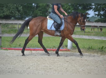 Other Breeds, Mare, 14 years, 15,1 hh, Brown