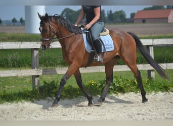Other Breeds, Mare, 14 years, 15,1 hh, Brown