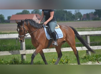 Other Breeds, Mare, 14 years, 15,1 hh, Brown