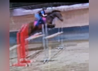 Other Breeds, Mare, 14 years, 15,1 hh, Brown