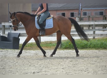 Other Breeds, Mare, 14 years, 15,1 hh, Brown