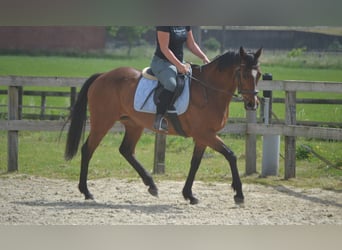 Other Breeds, Mare, 14 years, 15,1 hh, Brown
