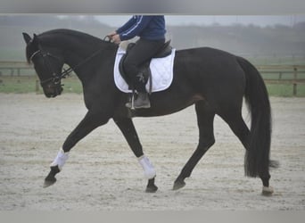 Other Breeds, Mare, 14 years, 16,1 hh, Black