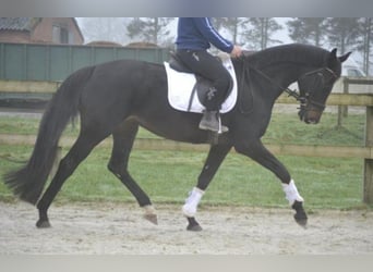 Other Breeds, Mare, 14 years, 16,1 hh, Black