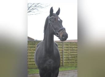 Other Breeds, Mare, 14 years, 16,1 hh, Black