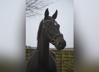 Other Breeds, Mare, 14 years, 16,1 hh, Black