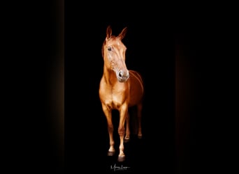 Other Breeds, Mare, 14 years, 16,1 hh, Chestnut-Red