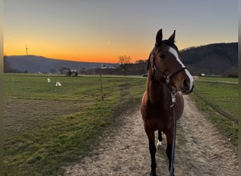 Other Breeds, Mare, 14 years, 16 hh, Brown