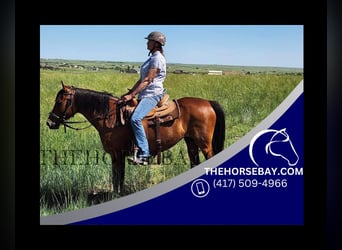 Other Breeds, Mare, 14 years, Bay