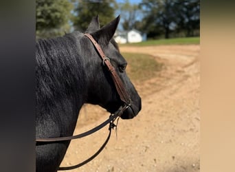 Other Breeds, Mare, 14 years, Black