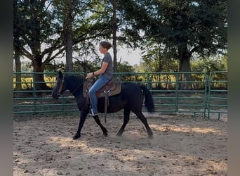 Other Breeds, Mare, 14 years, Black