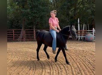 Other Breeds, Mare, 14 years, Black