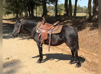 Other Breeds, Mare, 14 years, Black