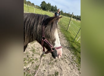 Other Breeds Mix, Mare, 15 years, 11,2 hh, Bay