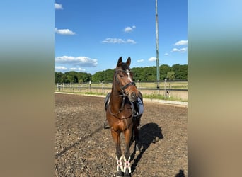 Other Breeds, Mare, 15 years, 14.1 hh, Brown