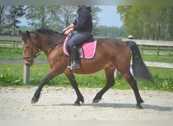 Other Breeds, Mare, 15 years, 14.1 hh, Brown