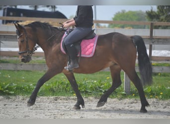 Other Breeds, Mare, 15 years, 14.1 hh, Brown