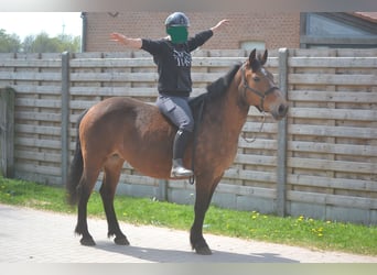 Other Breeds, Mare, 15 years, 14.1 hh, Brown