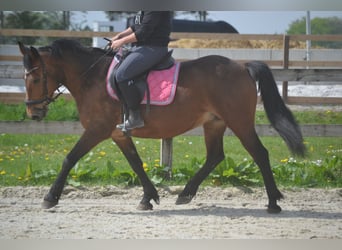 Other Breeds, Mare, 15 years, 14.1 hh, Brown